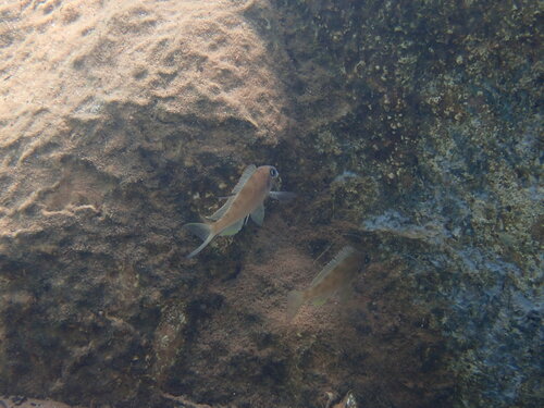 Xenotilapia spiloptera