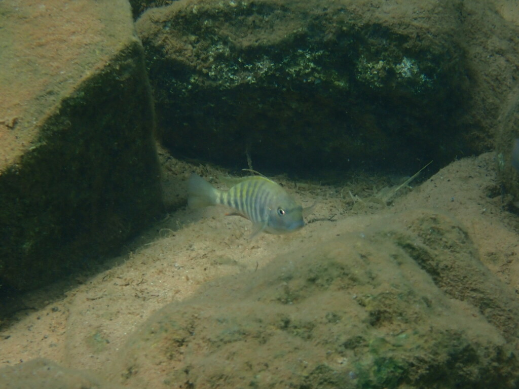 Babault's cichlid (Pseudosimochromis babaulti) — Cichlidae