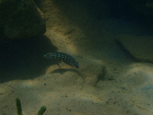 Julidochromis marlieri