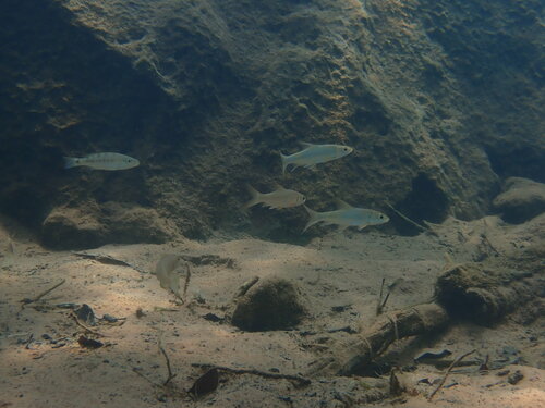 Perissodus microlepis
