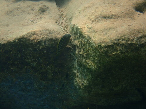 Tropheus brichardi