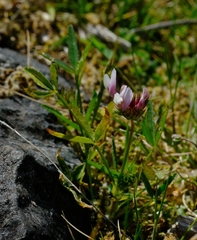 Trifolium willdenovii