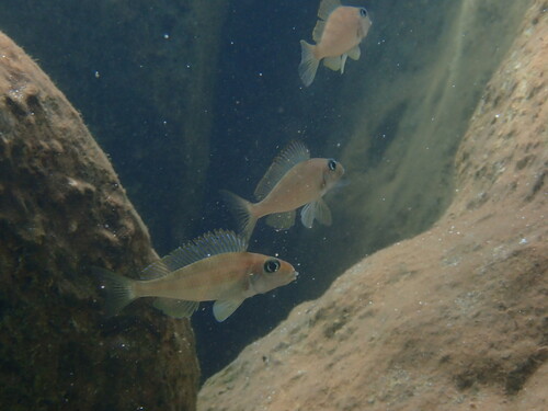 Spotfin sanddweller (Xenotilapia spiloptera) — Cichlidae — 2