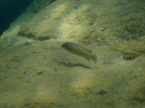 Brichards cichlid (Chalinochromis brichardi) — Cichlidae