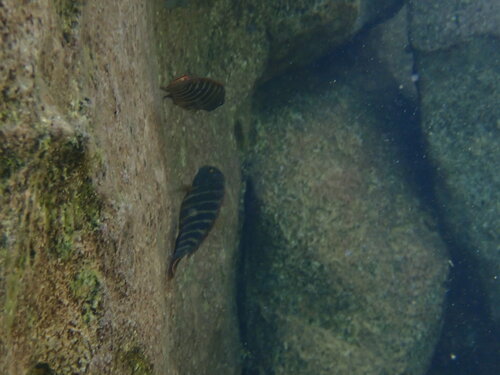 Eretmodus marksmithi