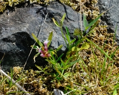 Trifolium willdenovii