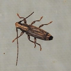 Falsapolia apicalis