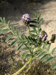 Astragalus didymocarpus