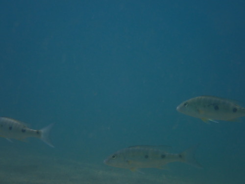 Boulengerochromis microlepis