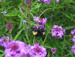 Bombus crotchii