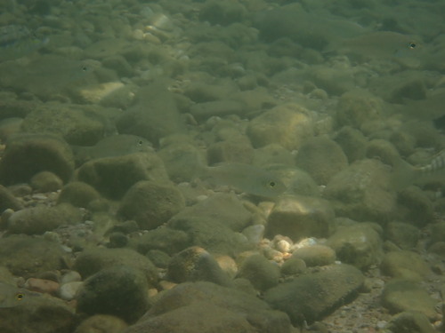Aulonocranus dewindti