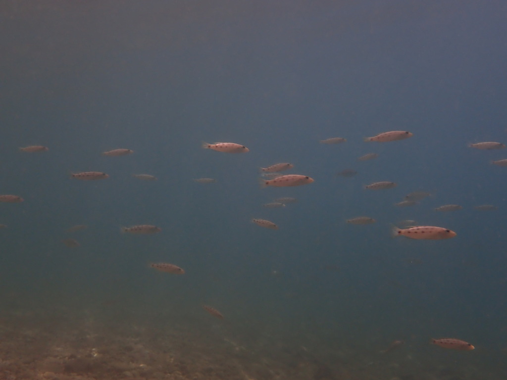 Elongate lamprologus (Lepidiolamprologus elongatus) — Cichlidae