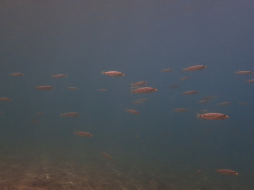 Lepidiolamprologus elongatus