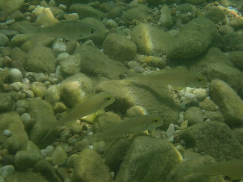 Xenotilapia boulengeri