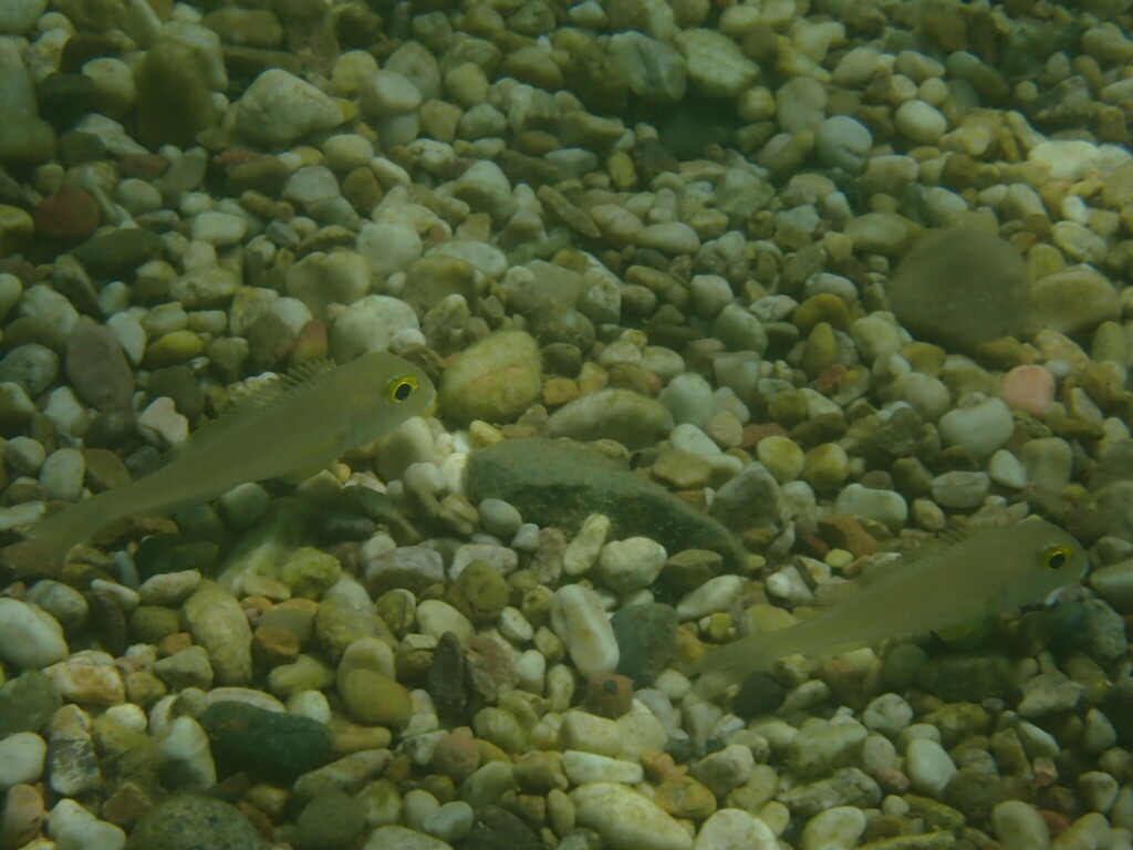 Boulenger's xenotilapia (Xenotilapia boulengeri) — Cichlidae