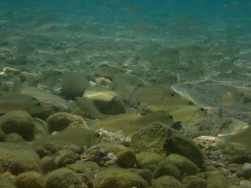 Yellow Sand Cichlid (Xenotilapia flavipinnis) — Cichlidae — 3