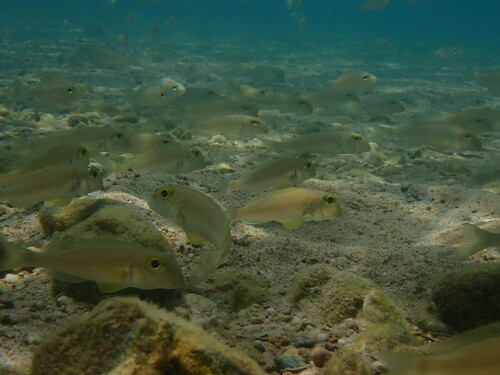 Boulenger's xenotilapia (Xenotilapia boulengeri) — Cichlidae — 2