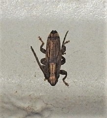 Falsapolia apicalis