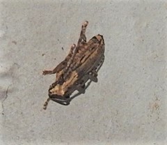 Falsapolia apicalis