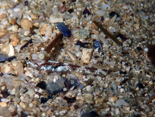 Bath's goby (Pomatoschistus bathi) — Gobiidae