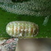 Lepidochitona furtiva - Photo (c) Sylvain Le Bris, algunos derechos reservados (CC BY-NC), subido por Sylvain Le Bris