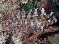 Tompot Blenny photo 2