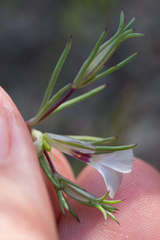 Linanthus bigelovii