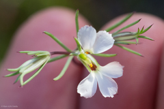 Linanthus bigelovii