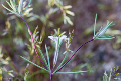 Linanthus bigelovii