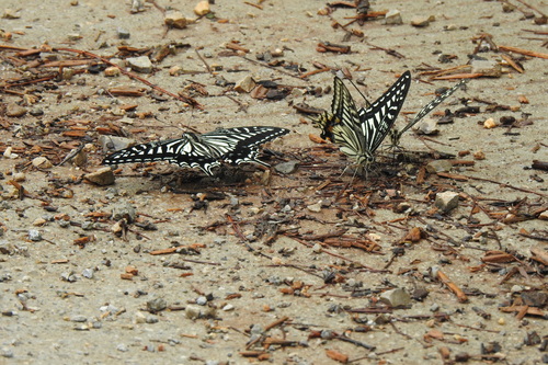 Chinese Yellow Swallowtail