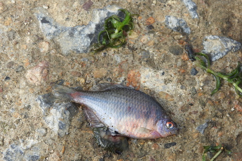 Rosy Bitterling