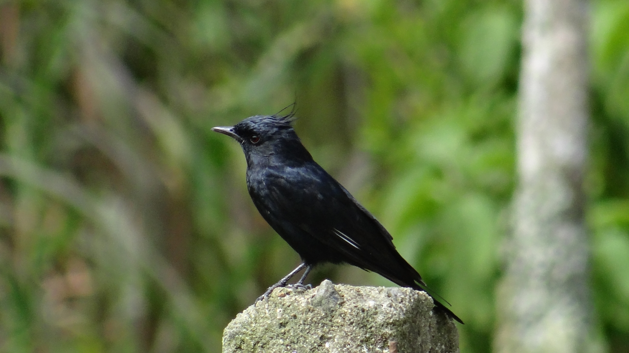 Crested Black-Tyrant illustration