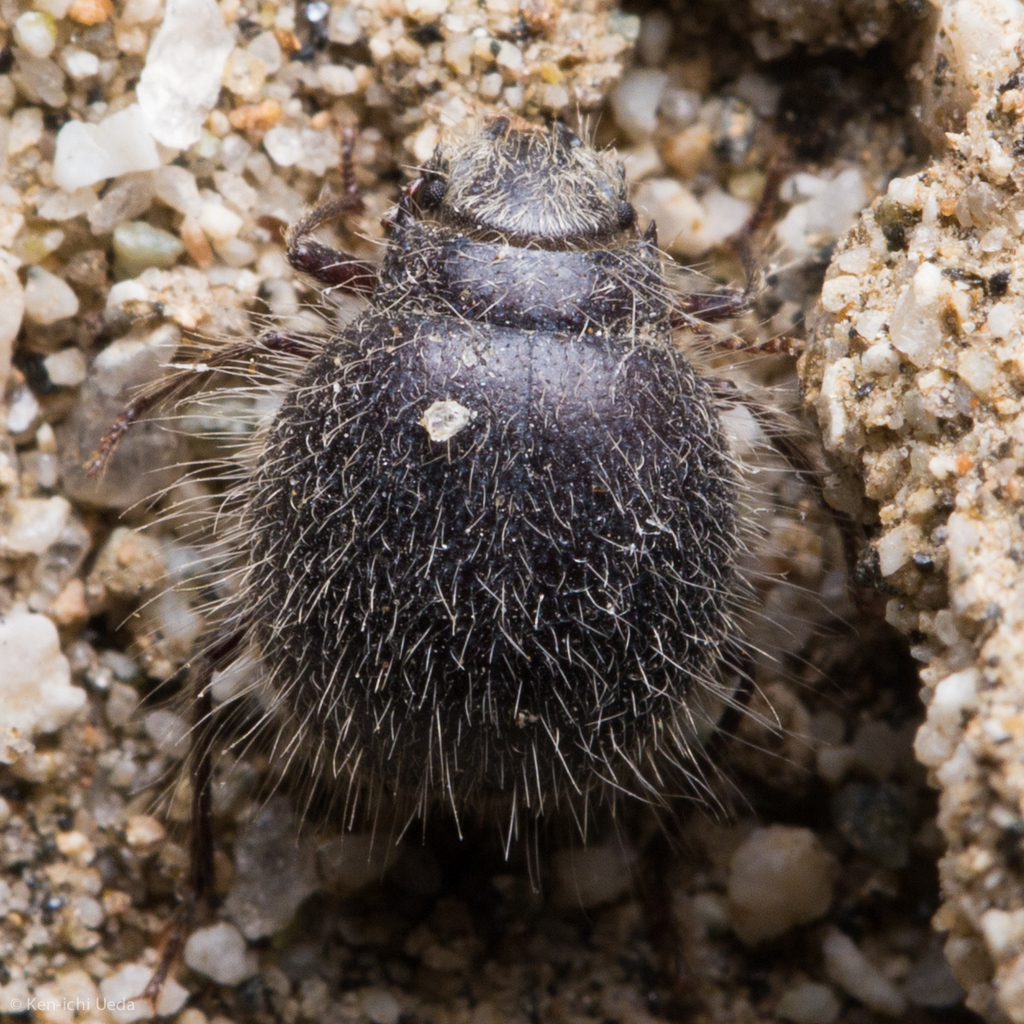 Edrotes ventricosus
