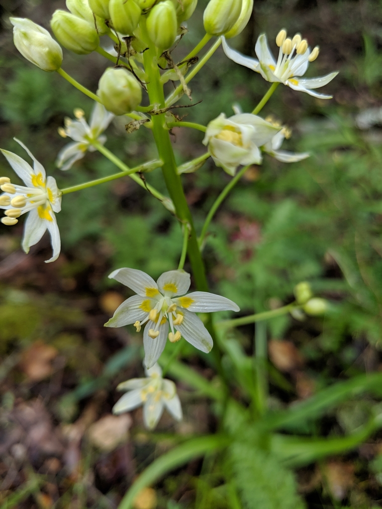 Zygadenus fremontii (Toxicoscordion fremontii)