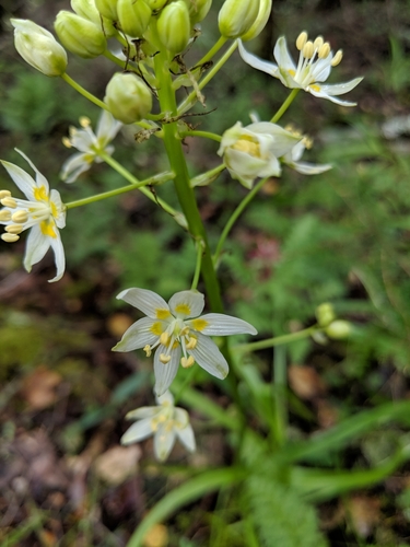 Zygadenus fremontii (Toxicoscordion fremontii)