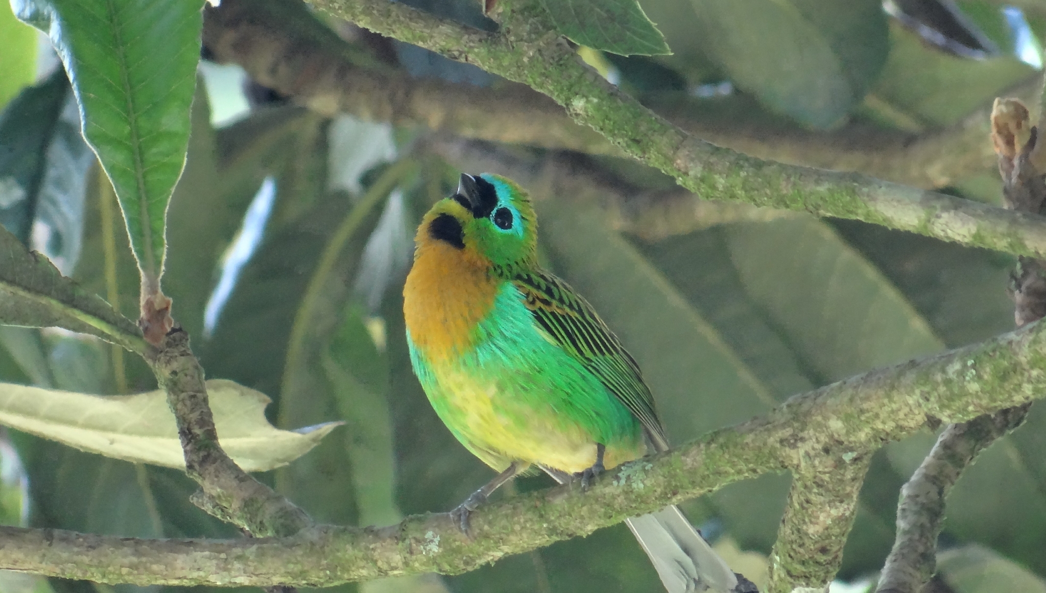 Brassy-breasted Tanager (Tangara desmaresti)