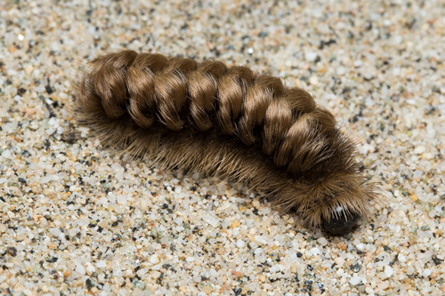 Clio Tiger Moth photo 2