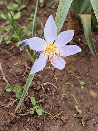 Crocus tournefortii, photograph 4
