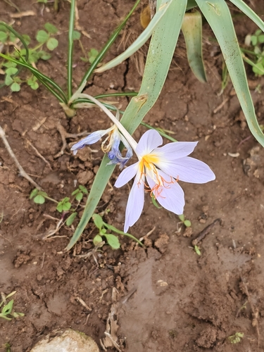 Crocus tournefortii, photograph 5
