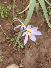 Crocus tournefortii, photograph (c) Christian Manke, some rights reserved (CC BY-SA)