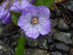 Phacelia divaricata