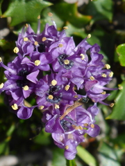 Ceanothus jepsonii