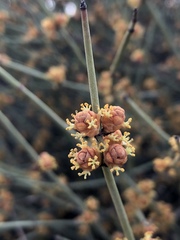 Ephedra californica