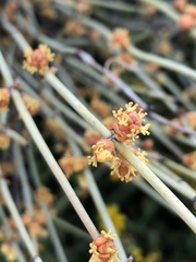 Ephedra californica