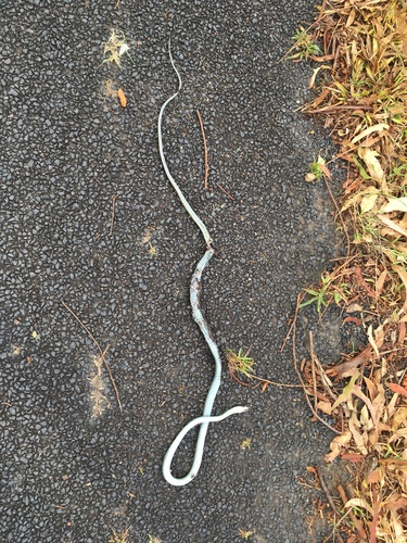 Common Tree Snake sighting