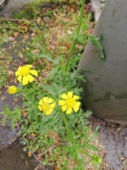 Senecio vernalis