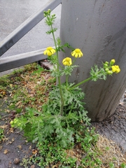Senecio vernalis