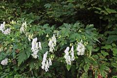 Aconitum taigicola