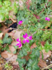Geranium palustre