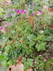 Geranium palustre